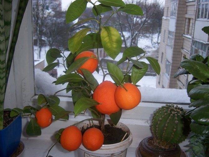 Красивые комнатные деревья