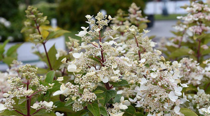 Метельчатая гортензия (70 фото): сорта, правильный уход и выращивание