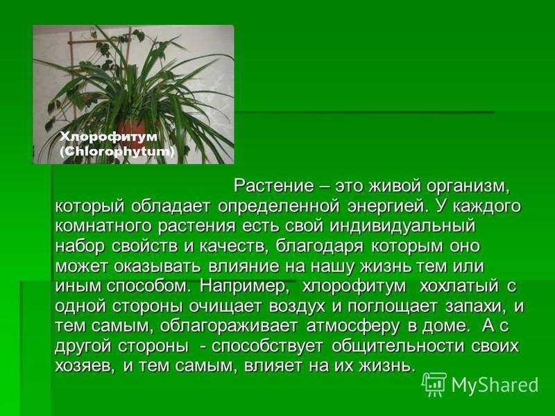 15 растений специально для лентяев