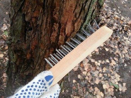 Как использовать опавшие листья в саду и огороде?