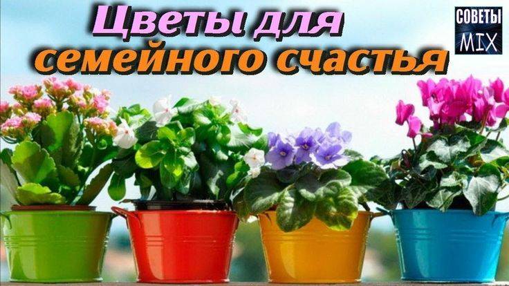 Фен-шуй: комнатные цветы, приносящие счастье и благополучие