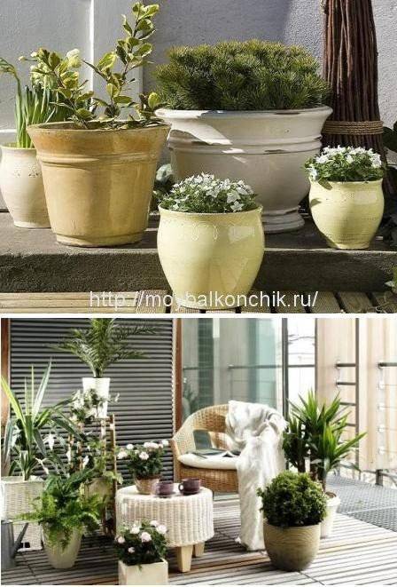 Какие растения посадить на веранде?