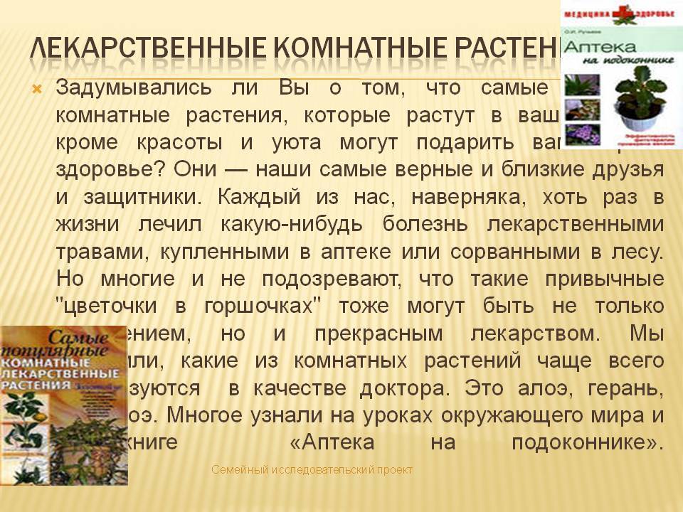 Самые неприхотливые комнатные растения с фото