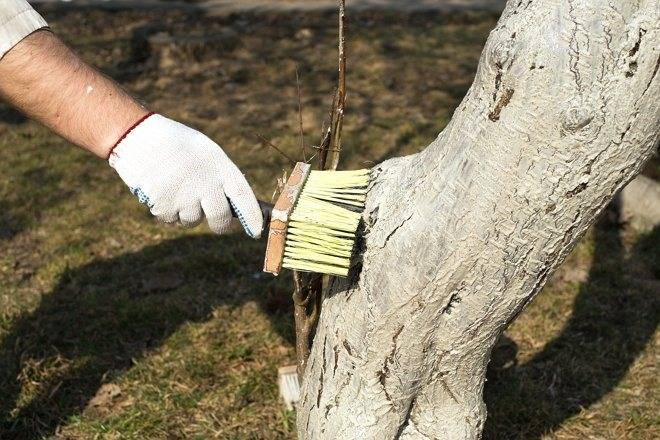 Как использовать опавшие листья в саду и огороде?