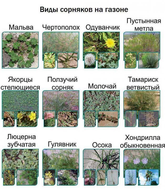 Самые красивые сорняки на даче