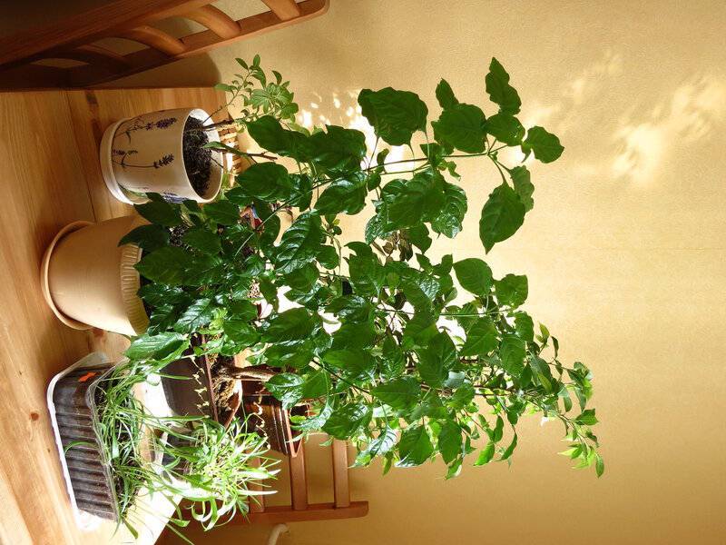 Какие комнатные растения можно вырастить из косточки?