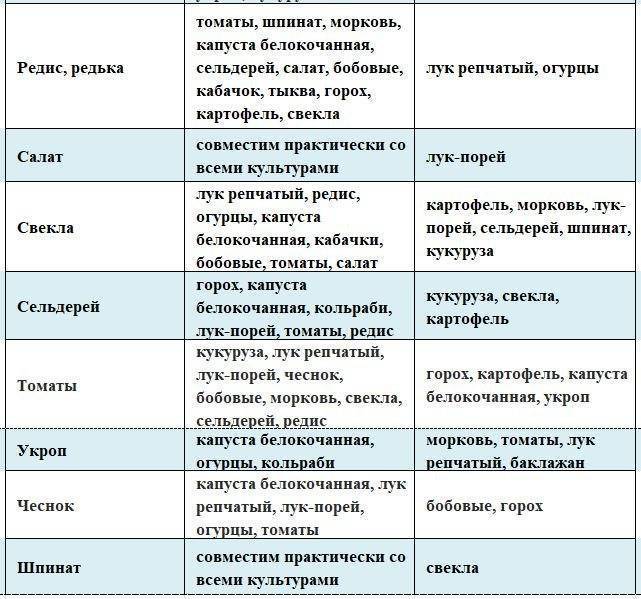 Тенелюбивые растения для дачи