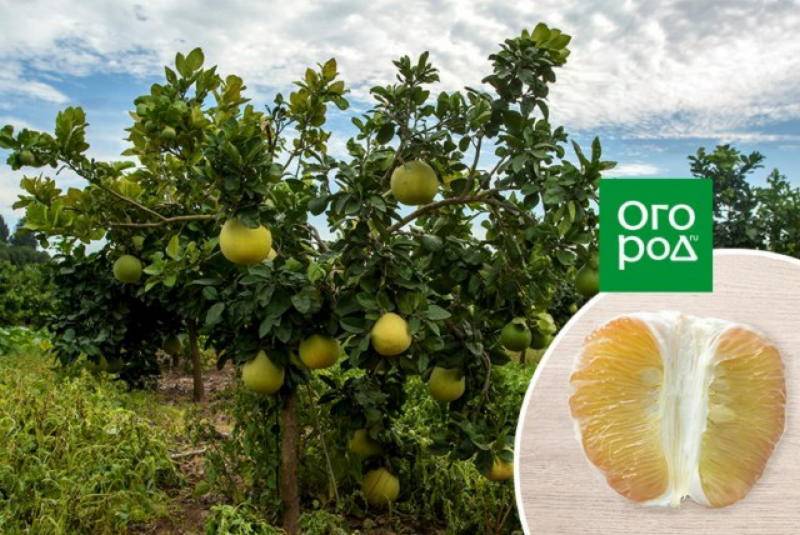 Какие комнатные растения можно вырастить из косточки?
