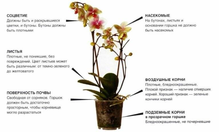 6 главных мифов о выращивании комнатных растений
