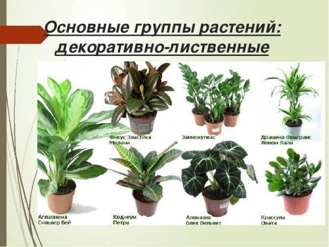 Самые популярные комнатные цветы (44 фото): описание распространенных домашних растений в горшках