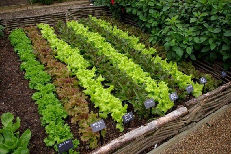 15 красивых дачных участков простых людей