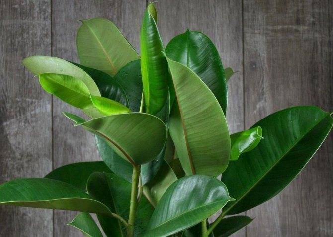 Комнатные растения-одиночки: цветы, которые не терпят соседства | pottedplants.ru