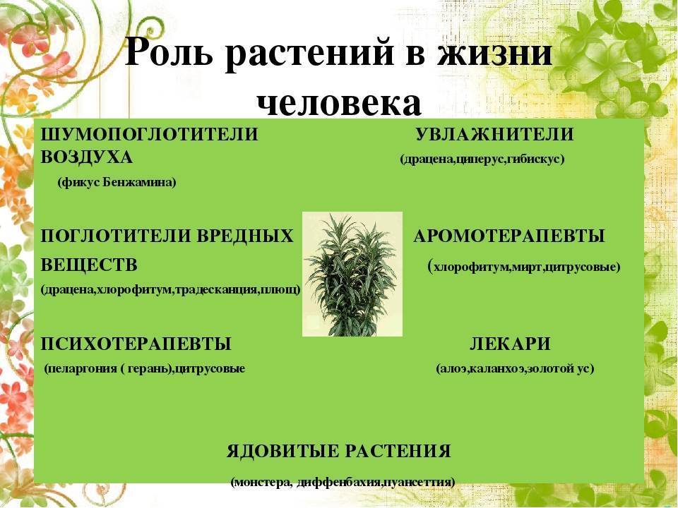 Самые неприхотливые комнатные растения: фото и названия (каталог)