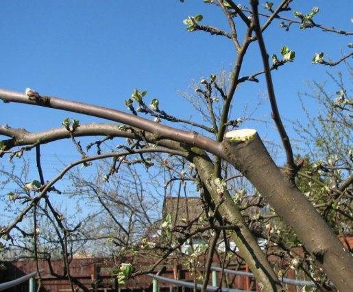 Как использовать опавшие листья в саду и огороде?