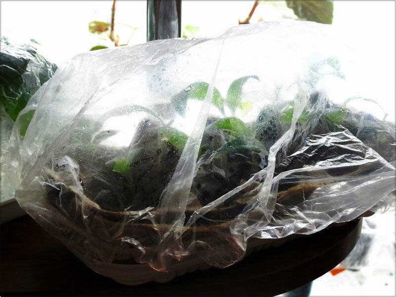 Какие комнатные растения можно вырастить из косточки?