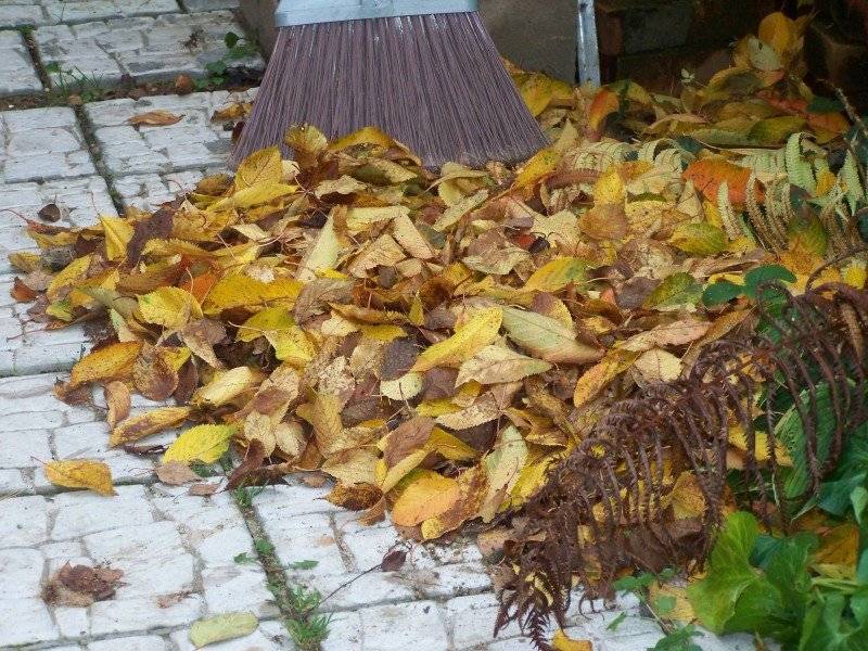 10 идей, что делать с опавшими осенью листьями - дачный участок - медиаплатформа миртесен
