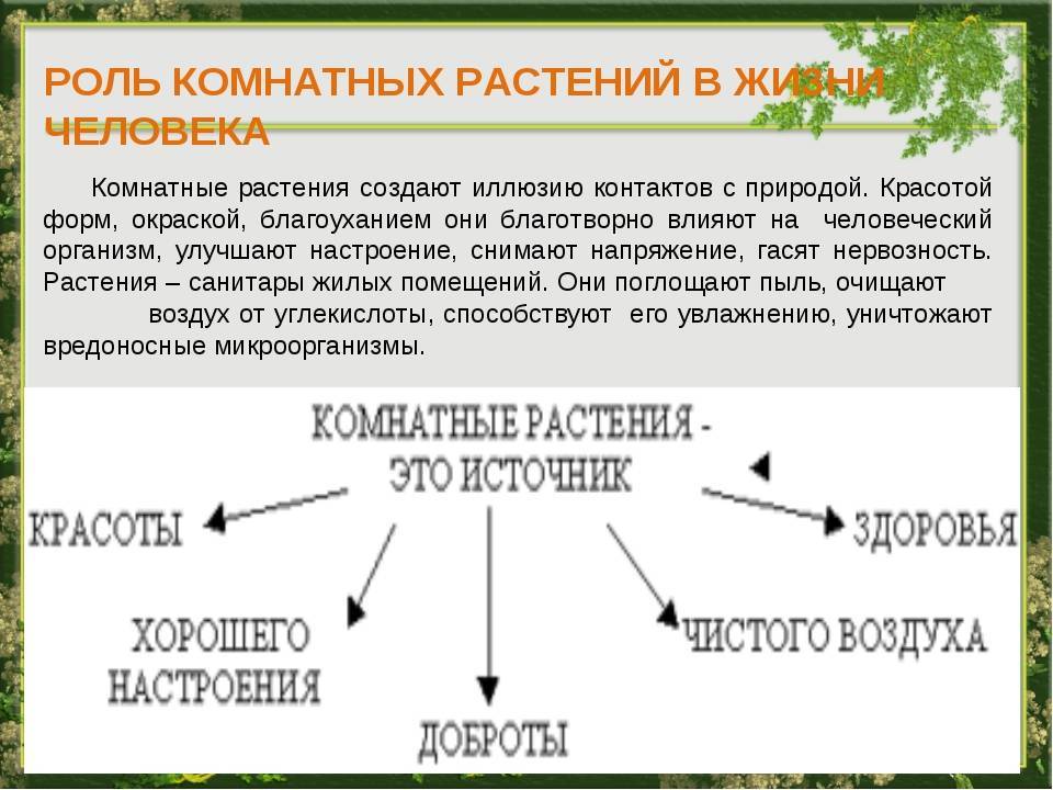 Самые неприхотливые комнатные растения с фото и кратким описанием