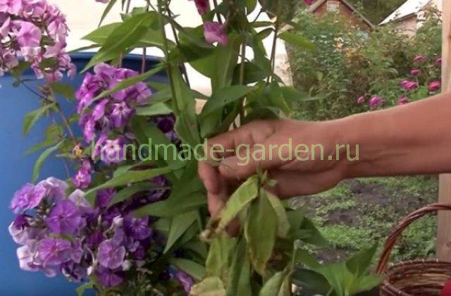 Ошибки на даче, которые лучше не допускать осенью